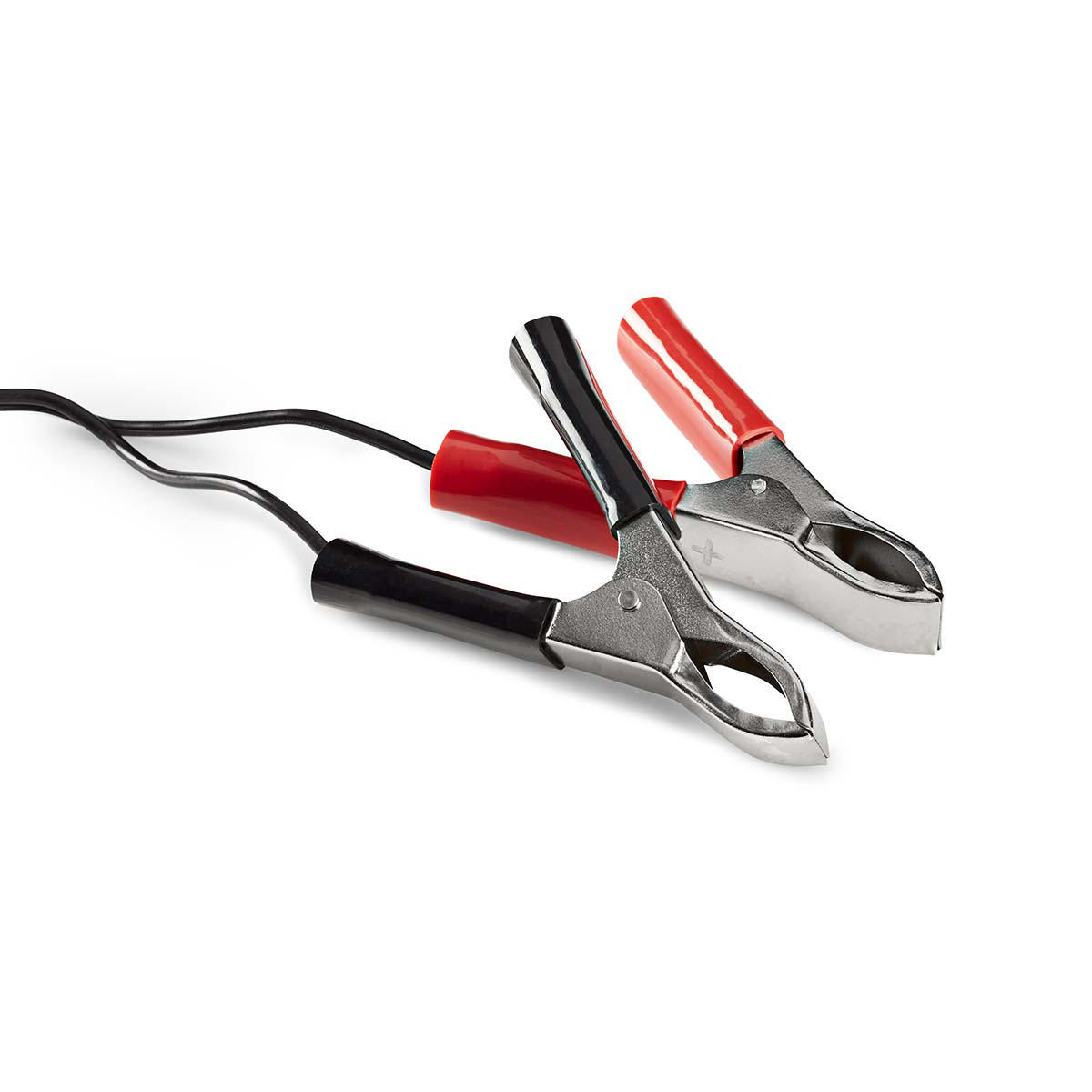 bacch02_1.jpg bacch02 1